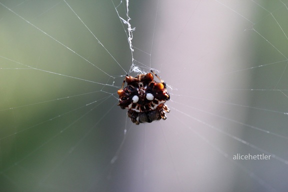 Asian Spiny Backed Spider (Gasteracantha mammosa)
